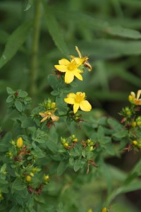 Invasive St. Johnswort, Hypericum perforatum.