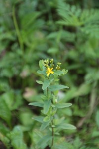 Native St. Johnswort, Hypericum punctatum.