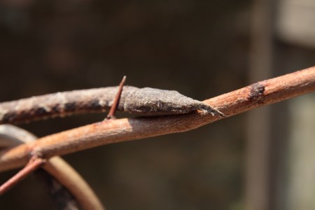 Female leaf-nosed snake. This species shows a high level of sexual dimorphism.