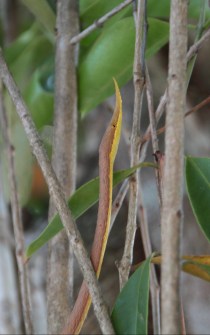 Male leaf-nosed snake, Langaha madagascariensis.